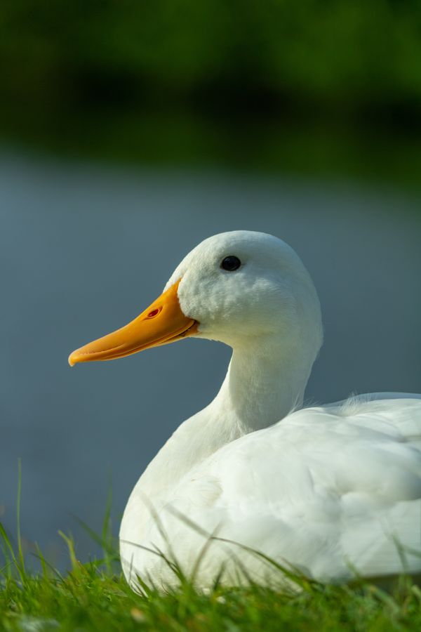 duck sitting in grass Ducks for Small Space Food Production: Why They're the Perfect Choice