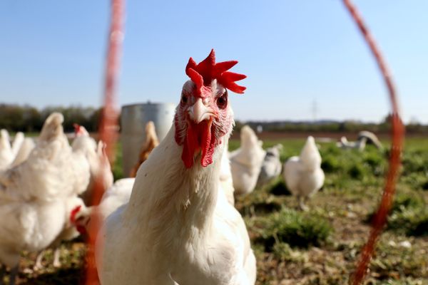 rooster looking at you Backyard Chicken Keeping: Tips for Raising Hens in Rooster-Restricted Areas