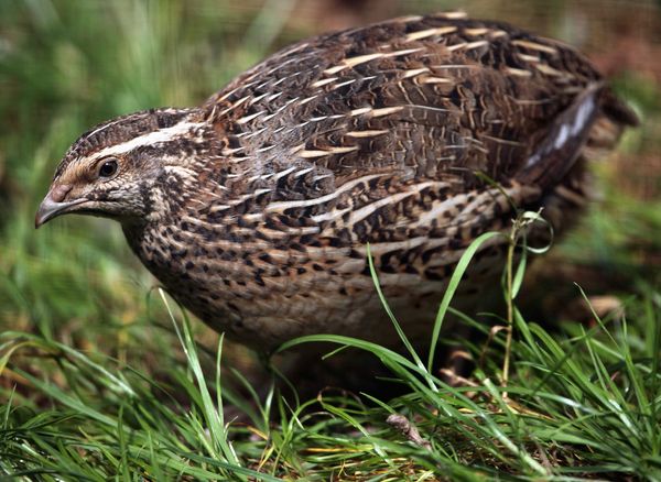 The Pros and Cons of Raising Quail for Meat: Is it Right for Your Backyard Farm?