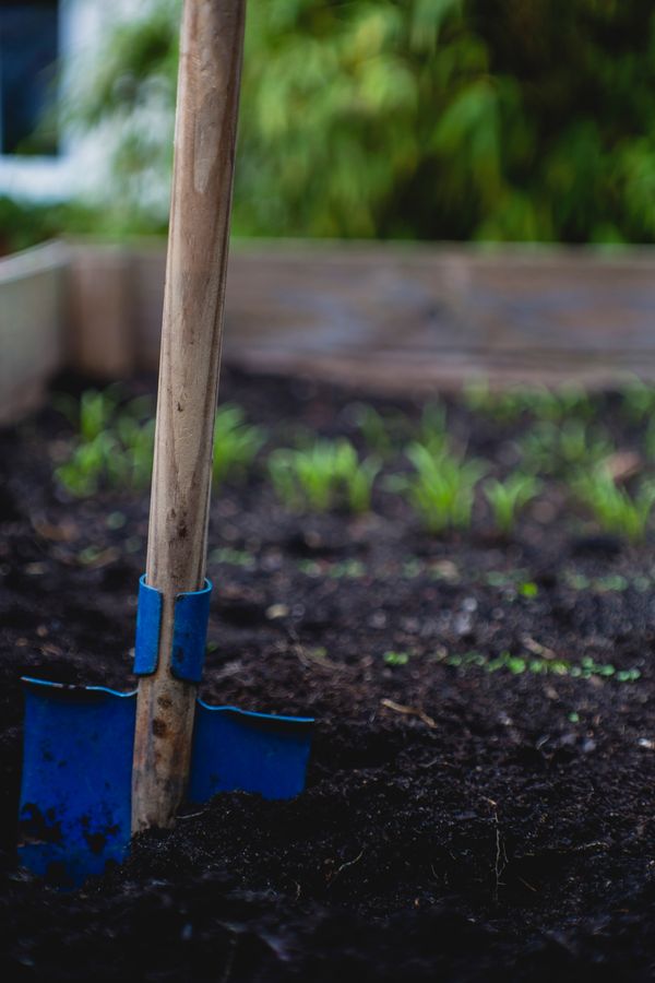 shovel standing upright in garden bed