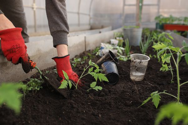 person planting tomato seedling in garden