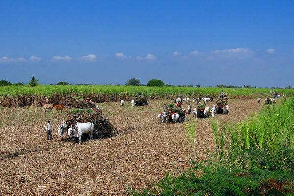 harvesting sugar cane with draft animals