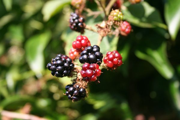 blackberries on vine