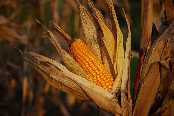 corn drying on stalk