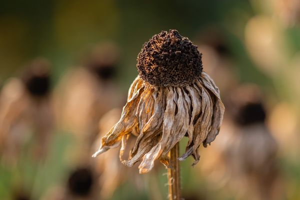 dry flower