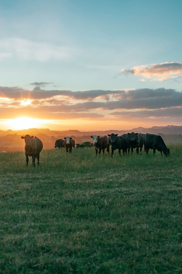 cows in pasture with sun setting