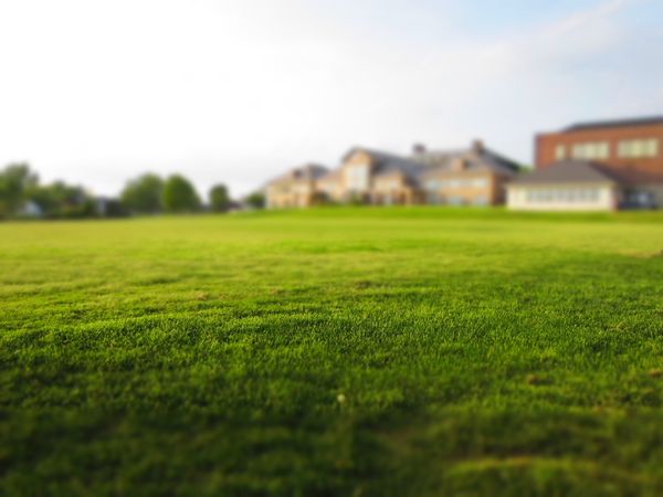 perfectly manicured lawn