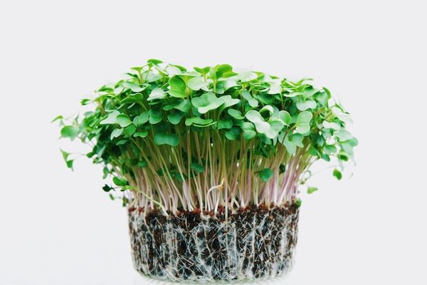 microgreens in a block of soil